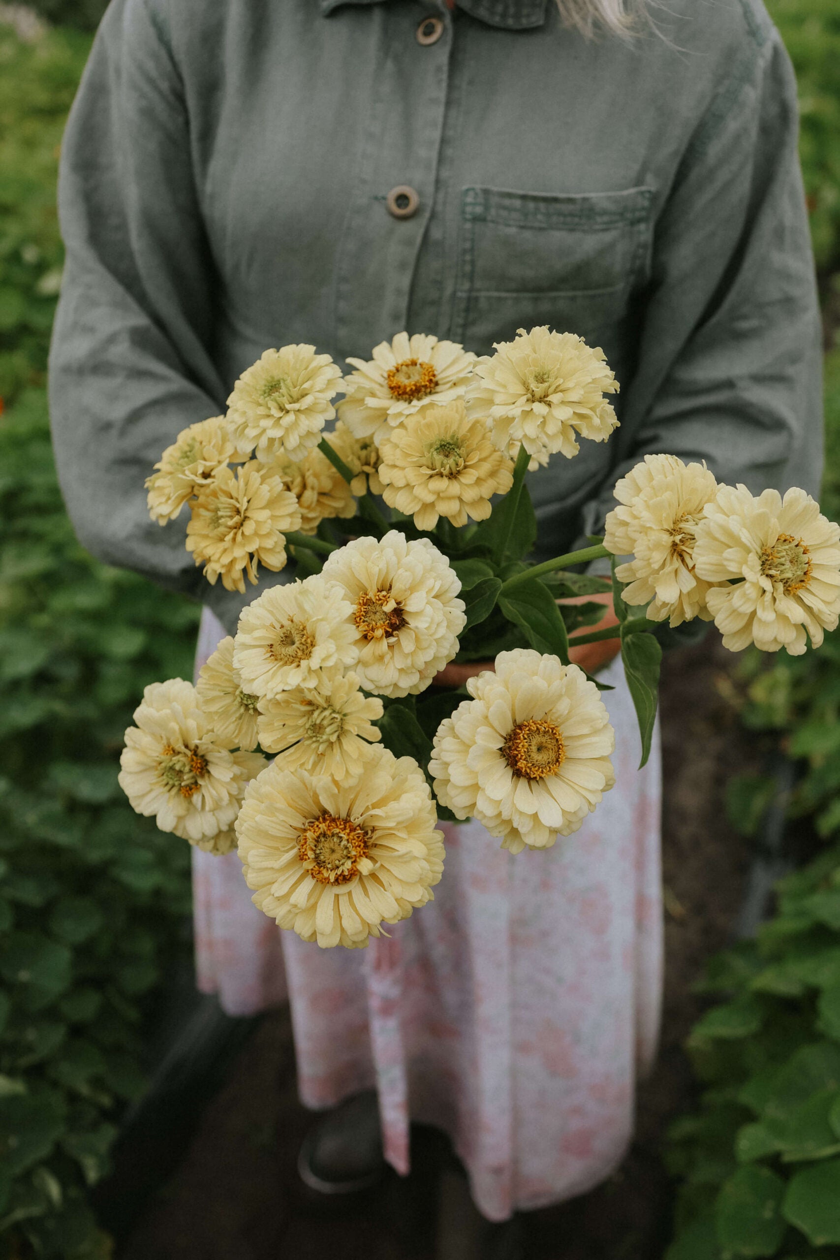 Fröer Zinnia - Isabellina Creamy Yellow - köp fröer online