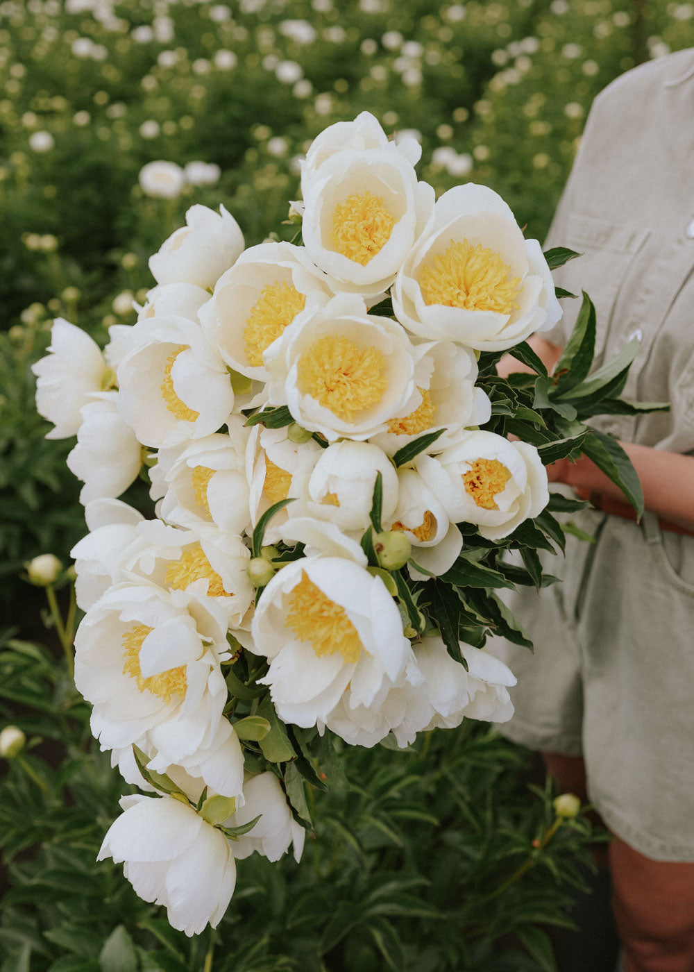 Bare-root Peony - Jan Van Leeuwen - Buy online – Florea Garden